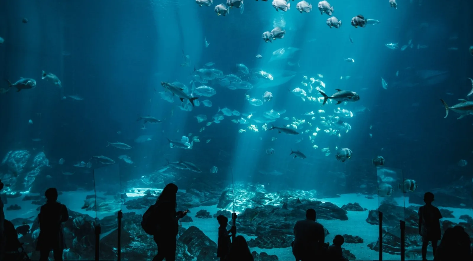 Chicago Shedd Aquarium included on Go City All-Inclusive Pass